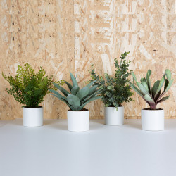 Plantes vertes, pots décoratifs pour l'accueil - Concept Bureau